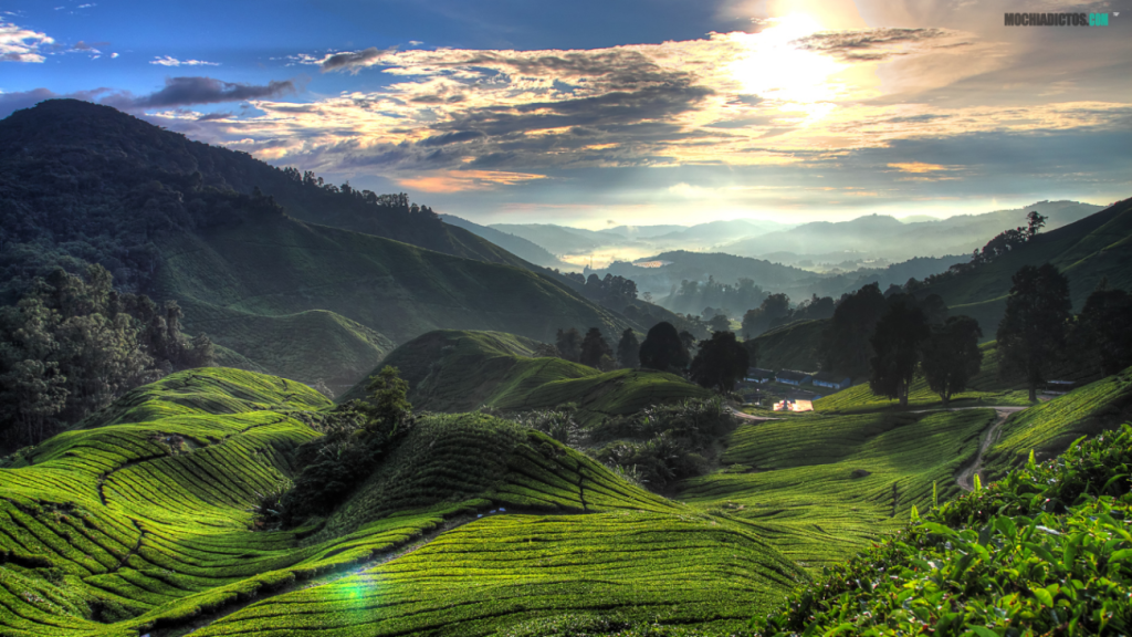 guía viaje a Cameron Highlands