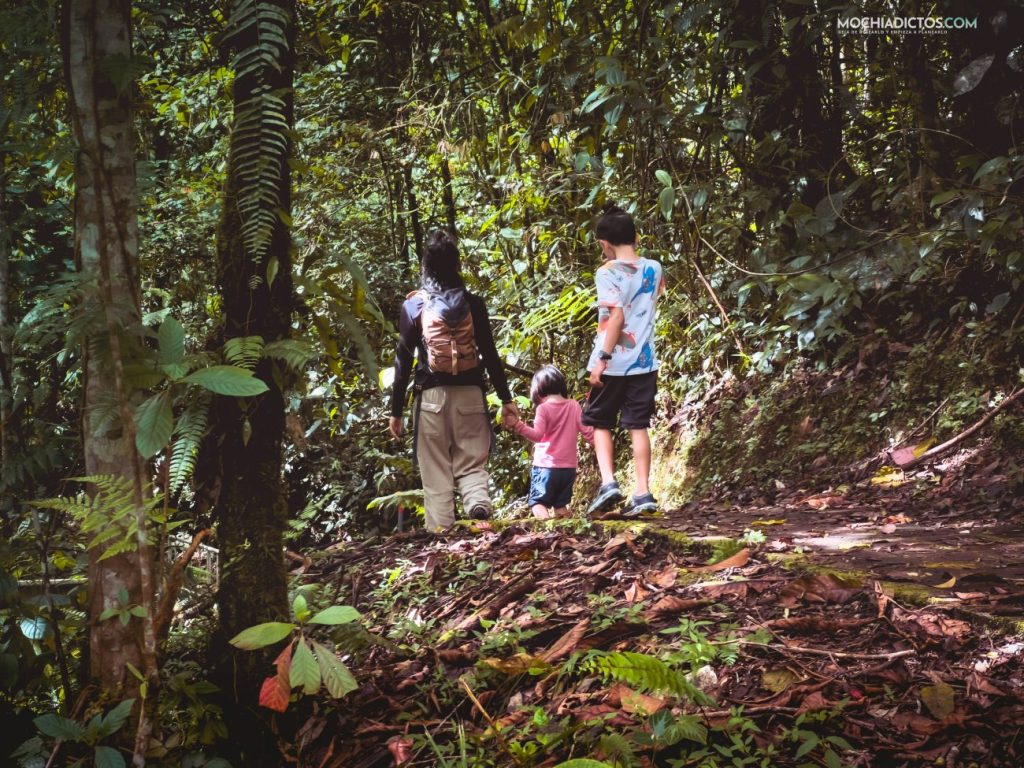 mejor época viajar a Cameron Highlands